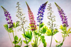 https://www.etsy.com/listing/192955224/flower-photography-pink-blue-lupins-fine?