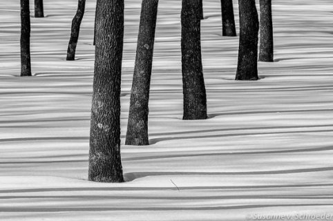 https://www.etsy.com/listing/170023068/black-white-photography-tree-trunks-in?