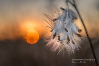 https://www.etsy.com/listing/255786346/milkweed-seeds-photo-nature-photography?