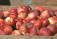 https://www.etsy.com/ca/listing/179041821/fall-bounty-of-red-apples-art?